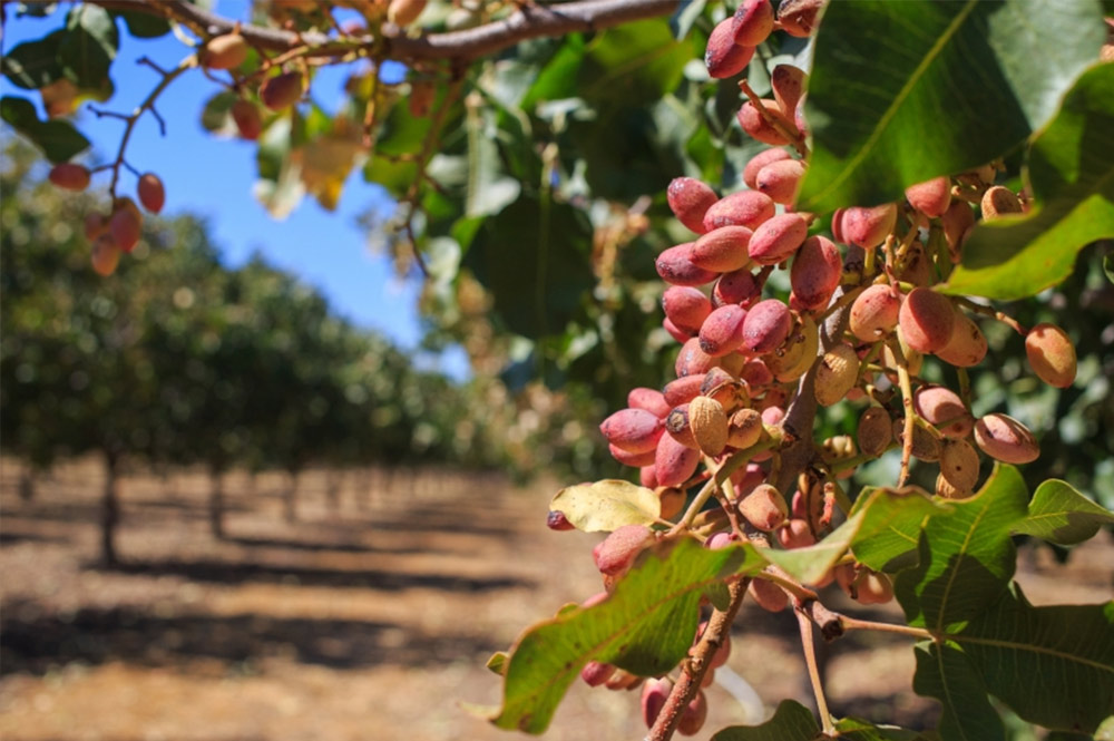 Pistachios