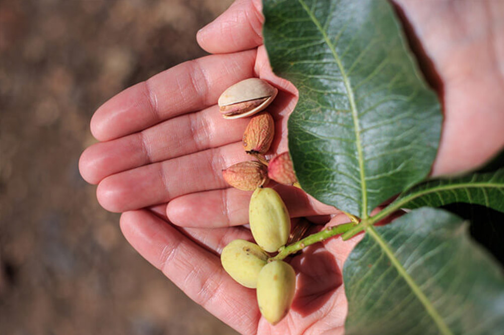 Pistachios