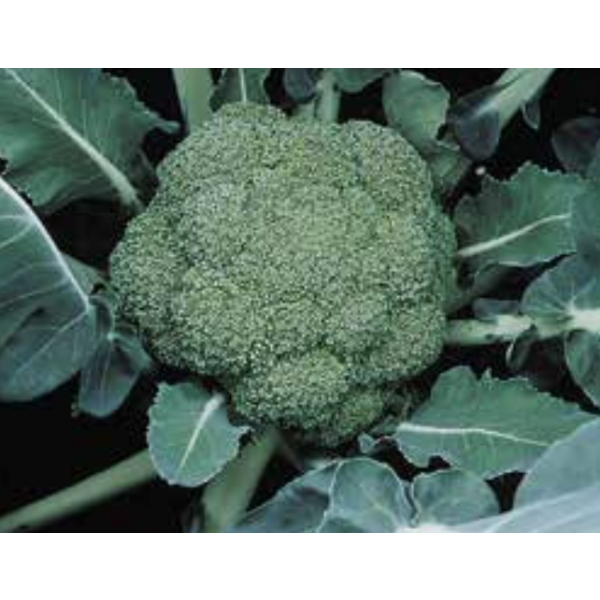 MONTOP Syngenta Broccoli | 2.500 seeds