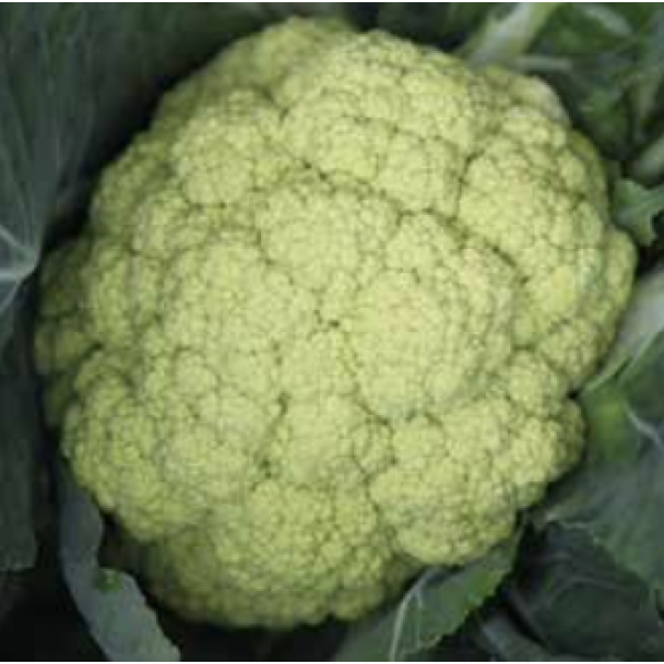 GREEN STORM Syngenta Cauliflower | 2.500 seeds