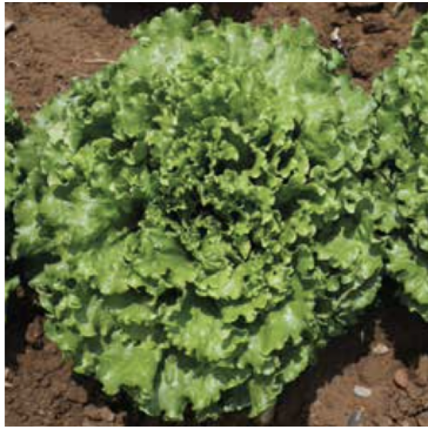 CORIOLE Syngenta Lettuce | 5.000 pills