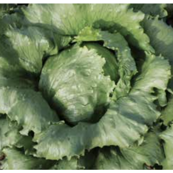 WAIMEA Syngenta Lettuce | 5.000 pills