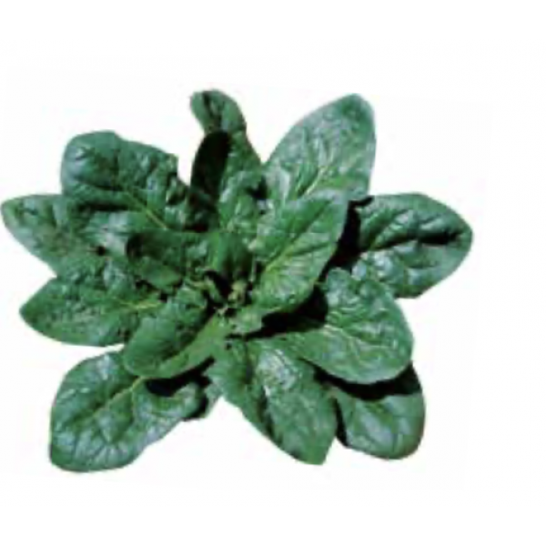 EL REAL Syngenta Spinach | Bag 100.000 seeds