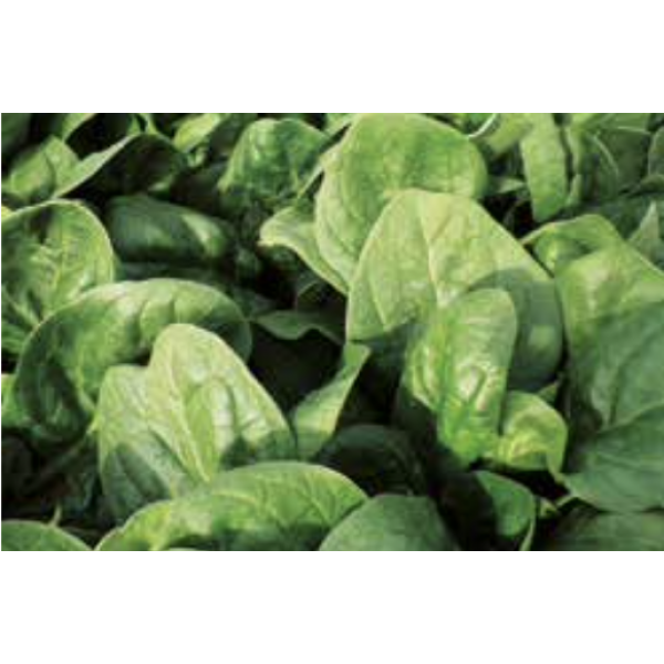 EL GIGA Syngenta Spinach | Bag 100.000 seeds