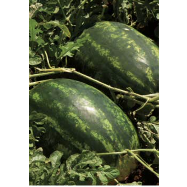 BARELLO Syngenta Watermelon | 1.000 seeds