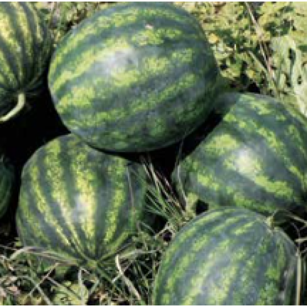 SORENTO Syngenta Watermelon | 1.000 seeds