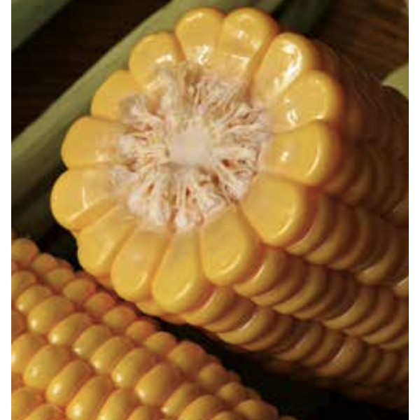 SWEETSTAR Syngenta Sweet Corn | 5.000 seeds