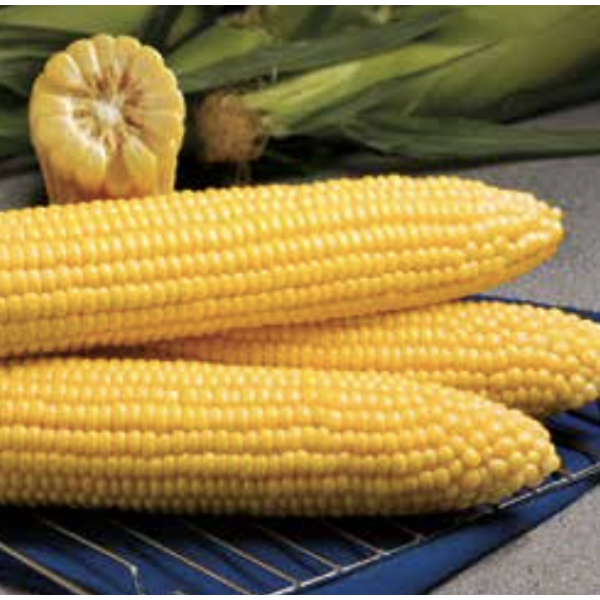 GSS1477 Syngenta Sweet Corn | 5.000 seeds