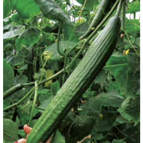 AEGEAS Syngenta Cucumber | 500 seeds