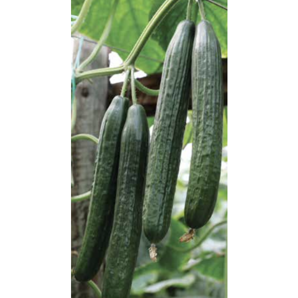ROMEOS Syngenta Cucumber | 100 seeds