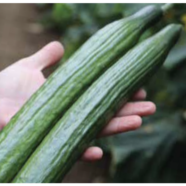 FILEAS Syngenta Cucumber | 100 seeds