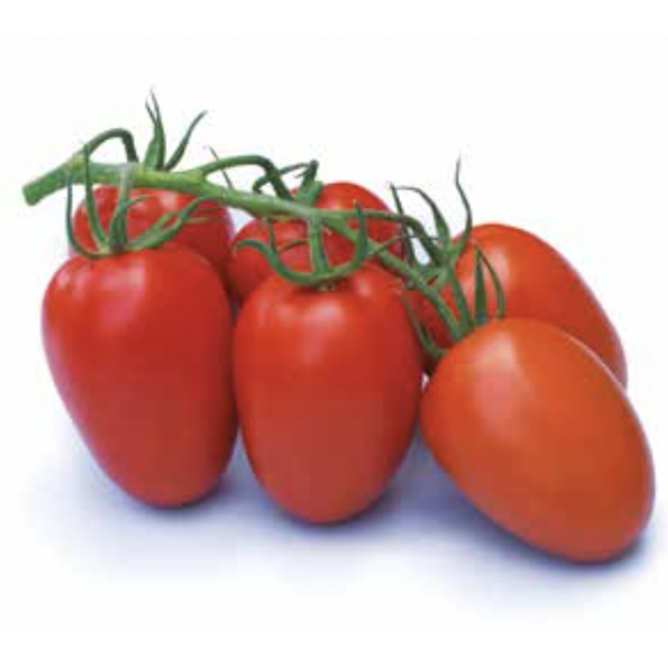 BACALAR Syngenta Tomato | 500 seeds