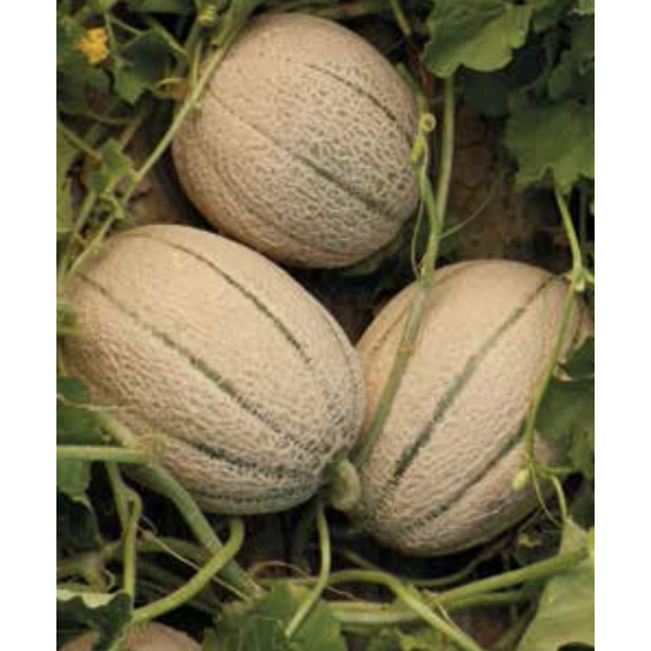 ECCELSO Syngenta Melon | 1.000 seeds