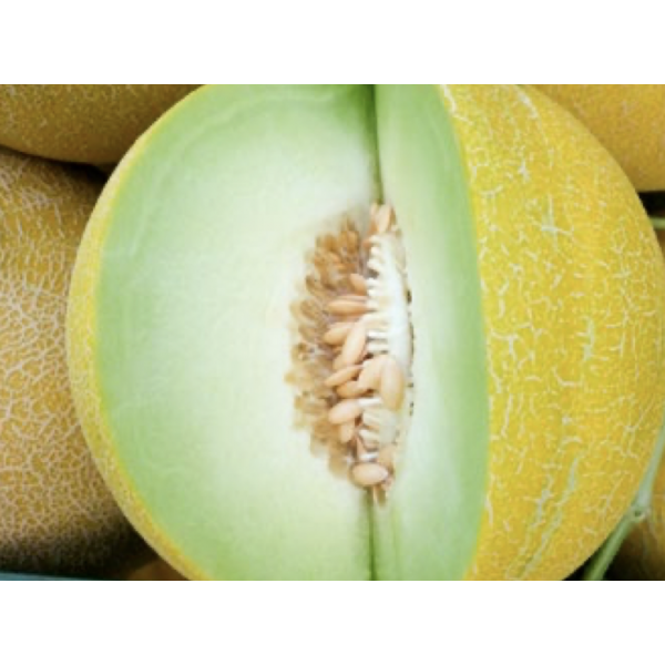 KITHARA F1 Nunhems melon | 1.000 seeds