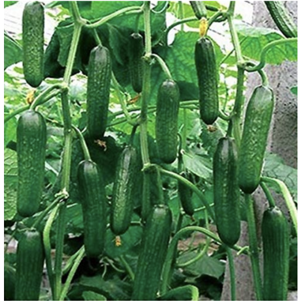 INFINITY Basf/ Nunhems Short Cucumber | 1.000 seeds