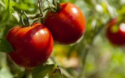 Σπόροι ντομάτας- όλα όσα πρέπει να ξέρετε για την επιλογή και την καλλιέργειά τους