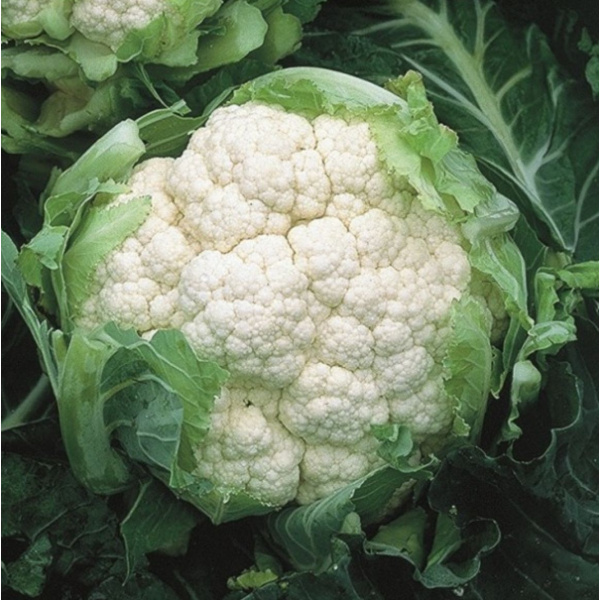 AMERIGO Syngenta Cauliflower | 2.500 seeds