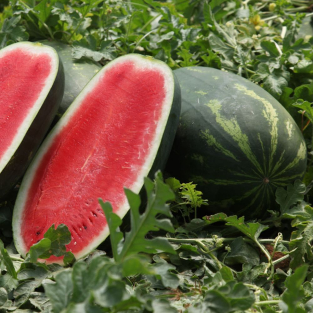 ARIADNE Syngenta Watermelon 1 000 Seeds v3-swivels-rib-new-generation-swivels