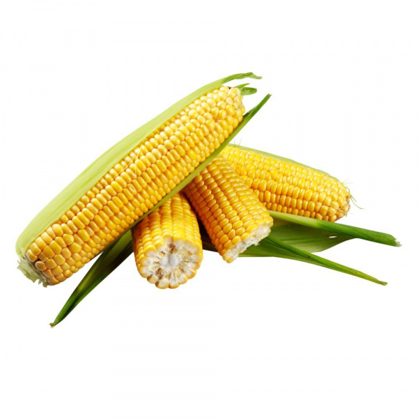 GSS5649 Syngenta Sweet Corn | 5.000 seeds