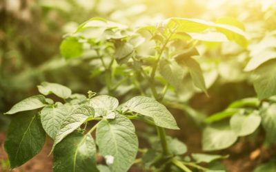 Σπανάκι- τα καλύτερα μυστικά μιας επιτυχημένης καλλιέργειας