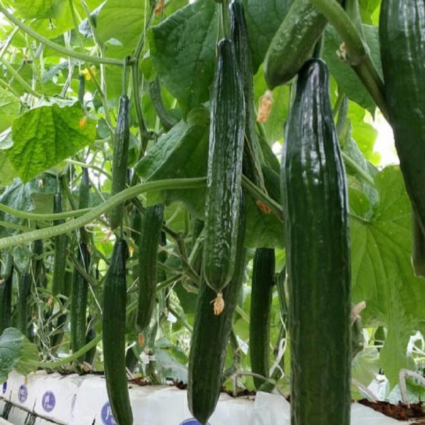 MAKEDON Syngenta Cucumber | 100 seeds