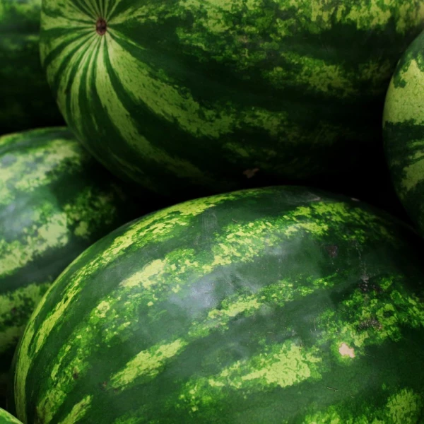 TOPGUN Syngenta Watermelon | 1.000 seeds