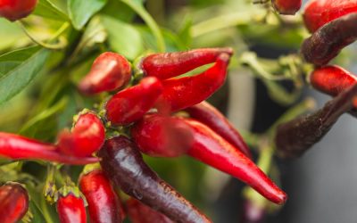 Μάθετε τα πάντα για την σωστή καλλιέργεια της πιπεριάς