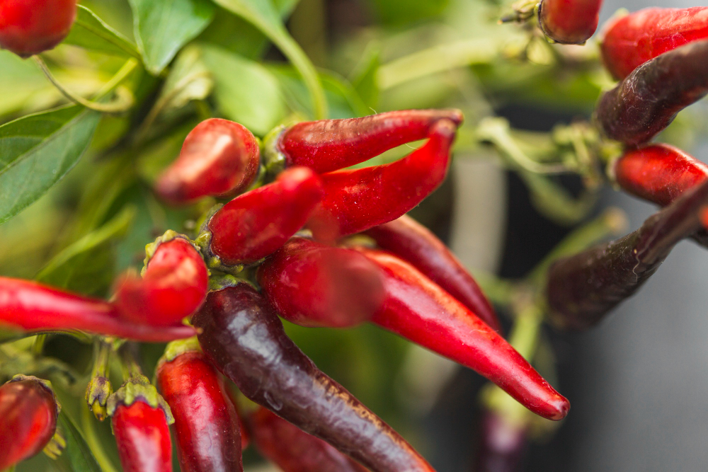 Μάθετε τα πάντα για την σωστή καλλιέργεια της πιπεριάς