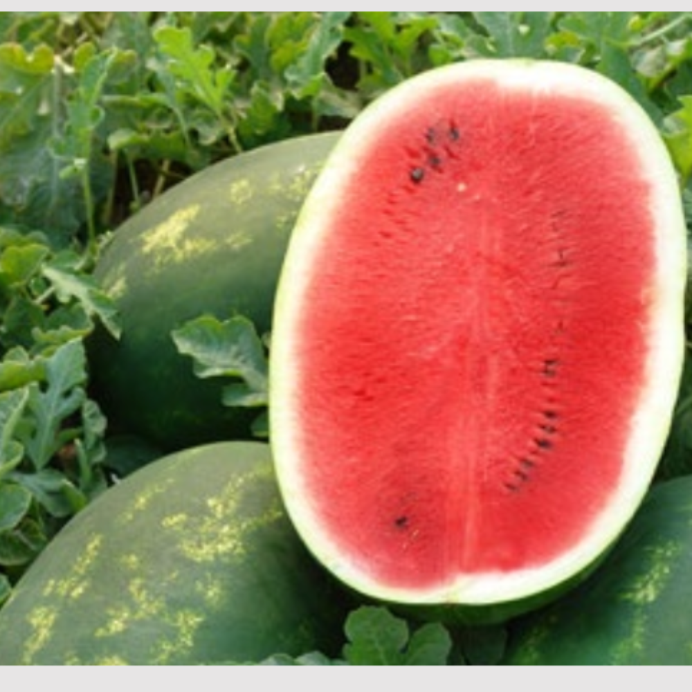 CARAVAN.png CARAVAN F1 Καρπούζι Nunhems | 1.000 σπόροι - Image 1