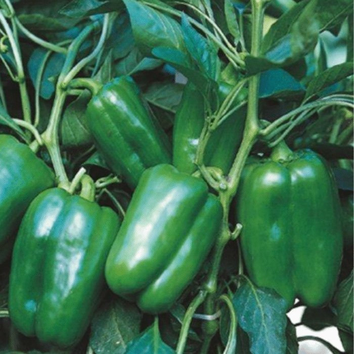ADEMUZ Syngenta Πιπεριά | 500σπόροι - Image 1