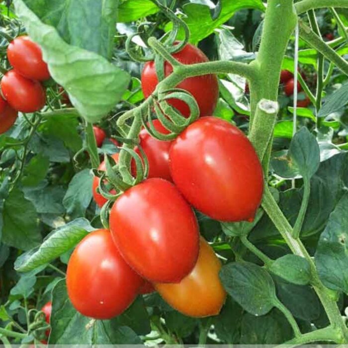 BACALAR Syngenta Ντομάτα | 500 σπόροι - Image 1