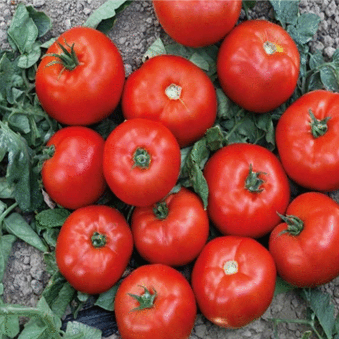 BIZANTINO Syngenta Ντομάτα | 1.000 σπόροι - Image 1
