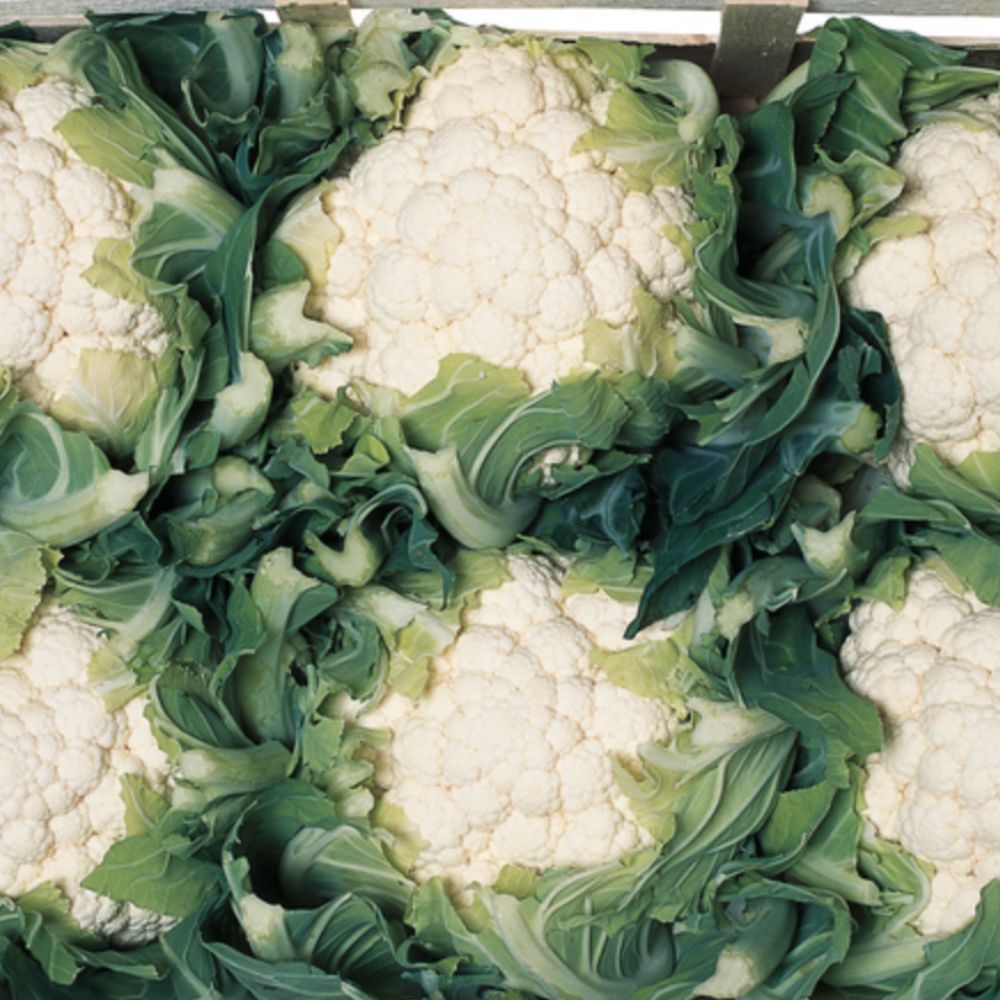 cartier.jpeg CARTIER Syngenta Κουνουπίδι | 2.500 σπόροι - Image 1