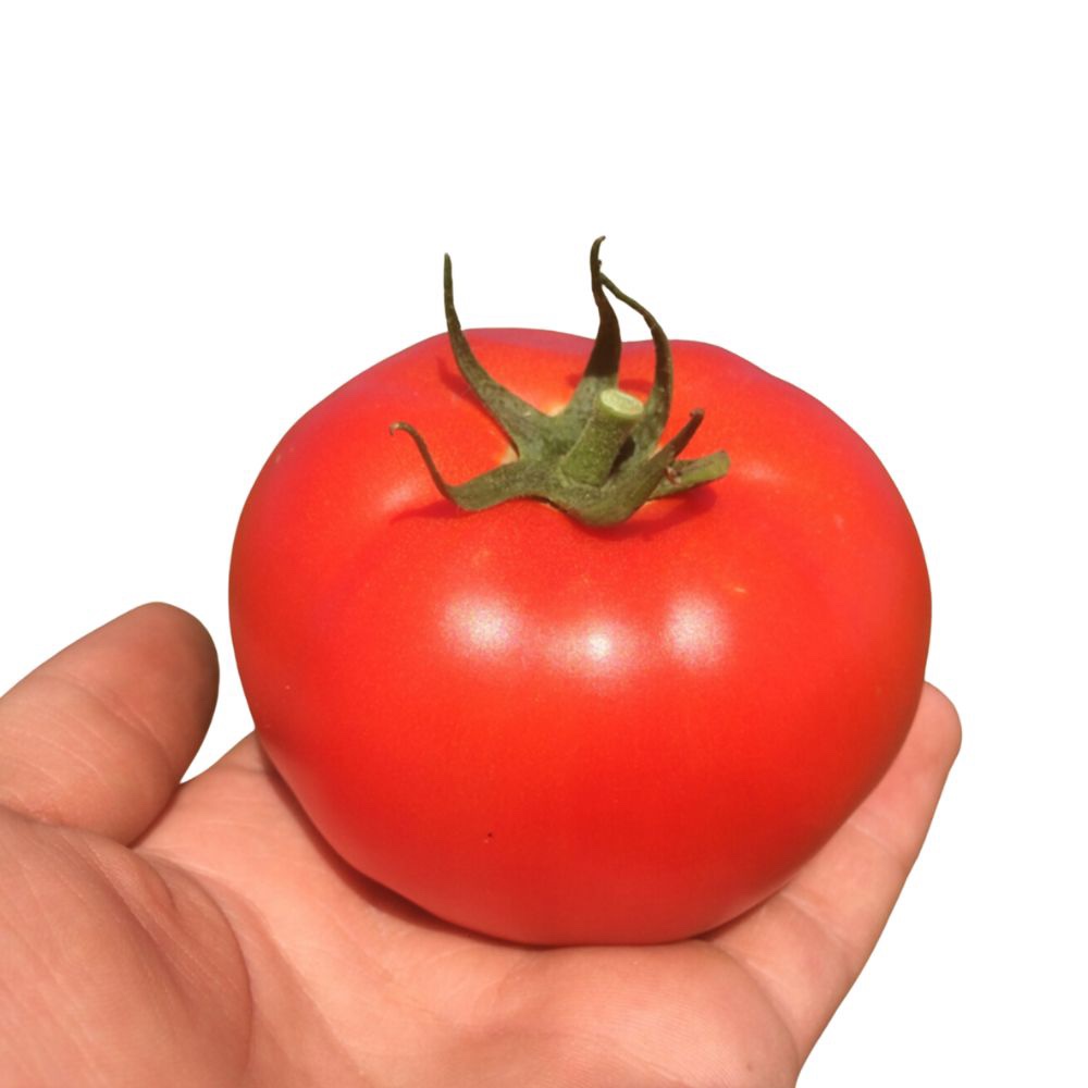 ebia.jpeg EBIA Syngenta Ντομάτα | 1.000 σπόροι - Image 1