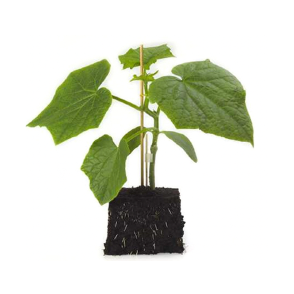 emphasis.png EMPHASIS Syngenta Υποκείμενo Κολοκυνθοειδών | 1.000 σπόροι - Image 1