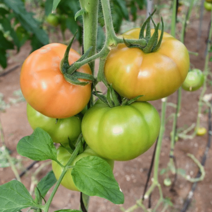 IBETH Syngenta Ντομάτα | 1.000  σπόροι - Image 1