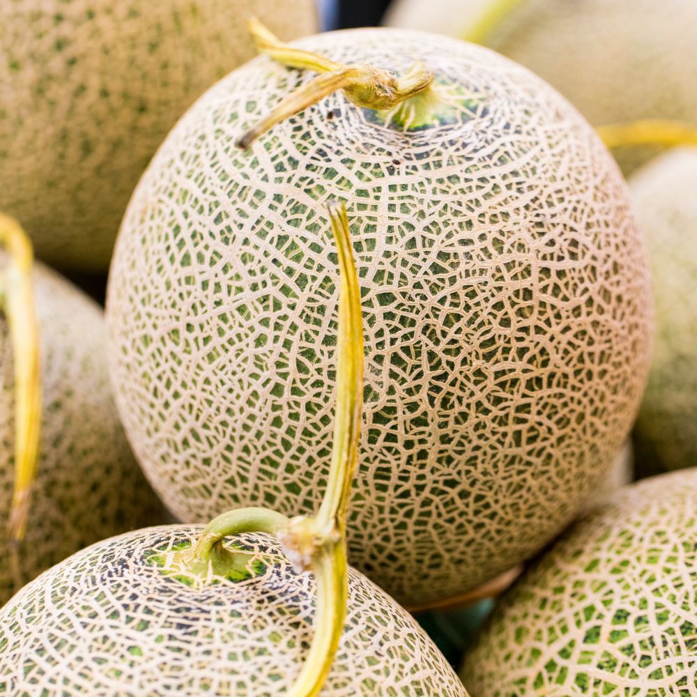 kirene.jpeg KIRENE F1 πεπόνι Nunhems | 1.000 σπόροι - Image 1