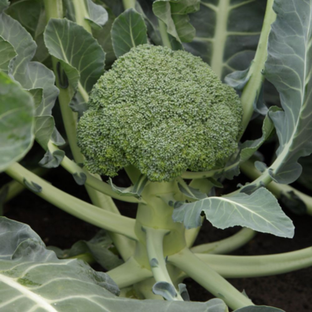 monrello.jpeg MONRELLO Syngenta Σπόροι Μπρόκολου | 2.500 σπόροι - Image 1