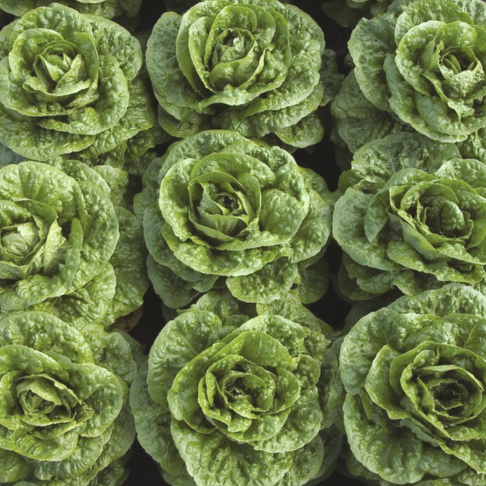 musena.jpeg MUSENA Syngenta Μαρούλι | Κονσ. 5.000 pills (EΠΕΝΔ/ΝΟ) - Image 1